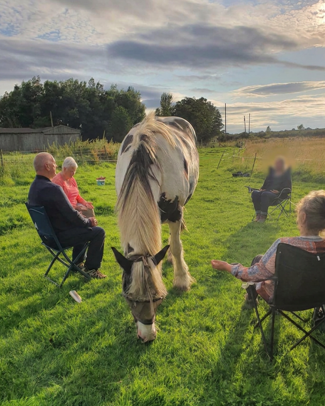 A quiet circle in the meadow, with Bali grazing calmly among the chairs.